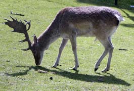 4601 Nijmegen Deer