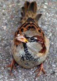 2657 German Birds